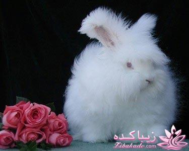 عجیب ترین خرگوش دنیا